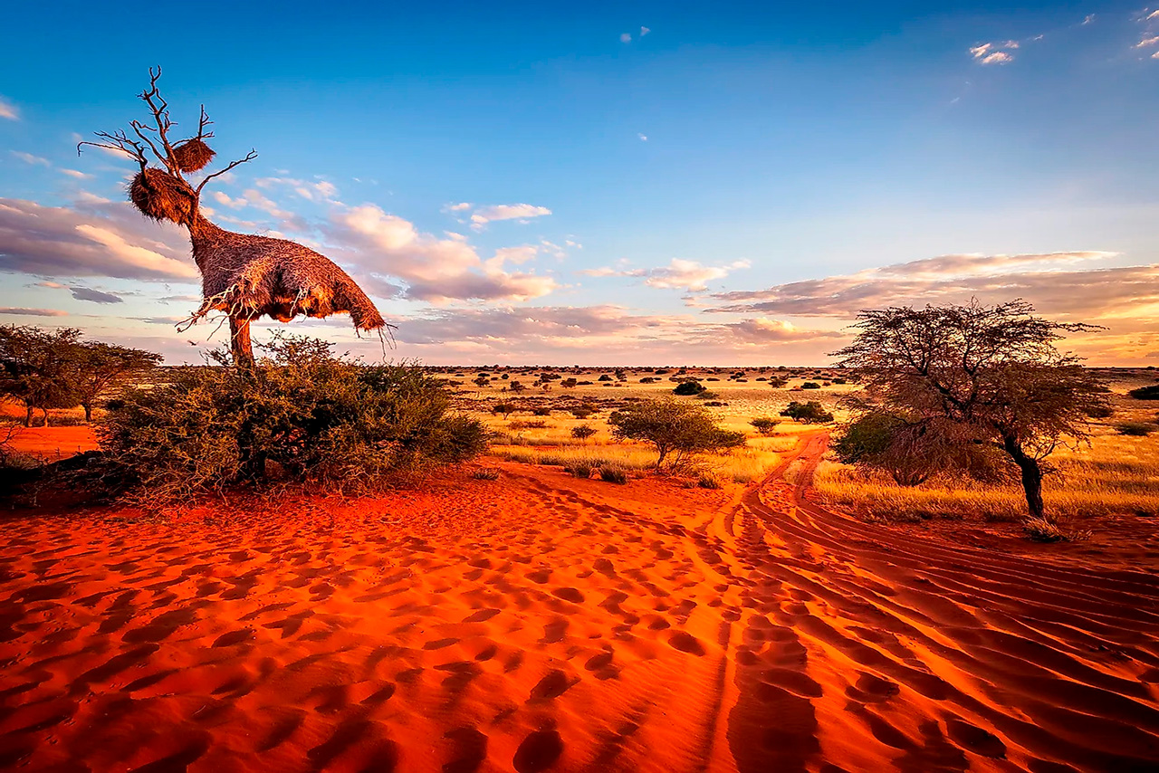 Bezdroża Kalahari